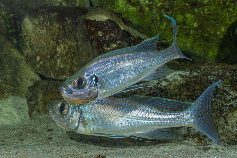 Haplotaxodon microlepis 'Cape Kabogo'